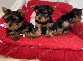 Yorkshire terrier boy and two girls