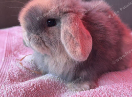 Mini lop boy