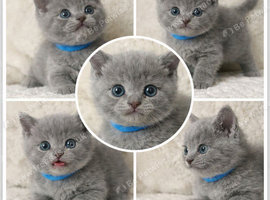British short haired kittens for sale
