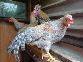Cockerels 12 weeks REDUCED