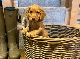 Working cocker spaniel puppies for sale