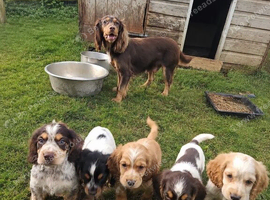 Beautiful Working Cocker Spaniel Boys