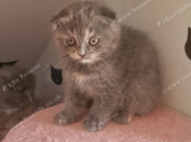 Scottish folds
