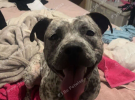 Short legged staffy