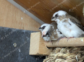 Bengelese finch, chocolate and white.