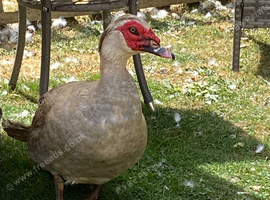 Muscovy Male Duck