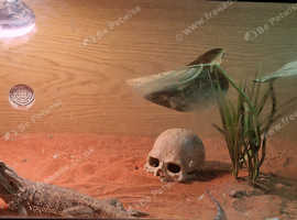 Female adilt bearded dragon with viv or without