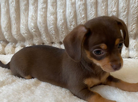 Gorgeous Chocolate Chiweenie Puppies - Ready Now