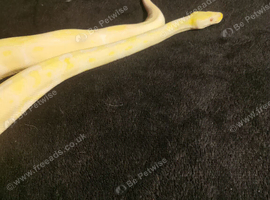 Lavender albino royal pythons