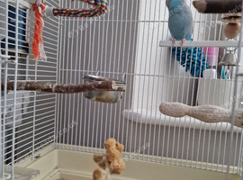 Blue male parrotlet