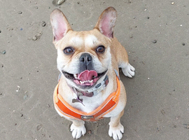 Beautiful Urajiro French bulldog girl
