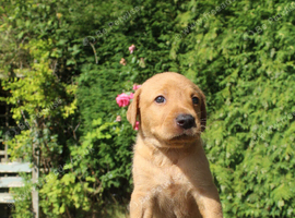 KC Fox red Labrador retrievers