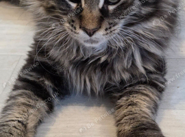 Main coon