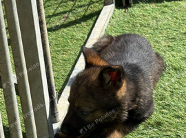Czech lines German shepherds