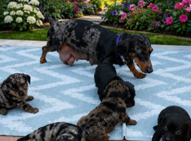 Dachshund