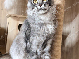 Tica registered Maine coon girl looking for new home