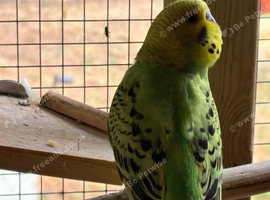 Beautiful Baby Budgies