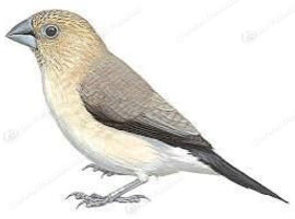 Wanted silverbills