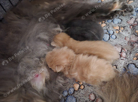 Maine coon male kitten