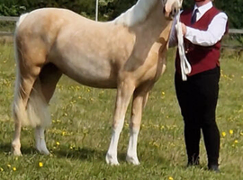 Lovely registered welsh c filly