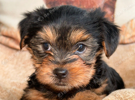 ADORABLE YORKSHIRE TERRIER PUPPIES FOR SALE