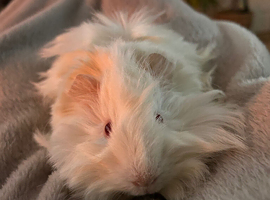 Beautiful pew white little boy guinea pig