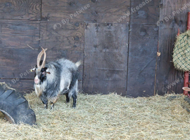 Billy goat for hire.