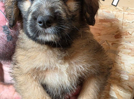 10 left of 11 beautiful Bernedoodle puppies *READY TO GO*