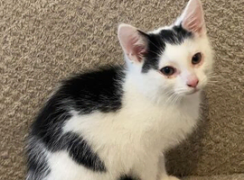 Kitten