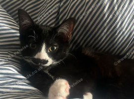 Tuxedo cat