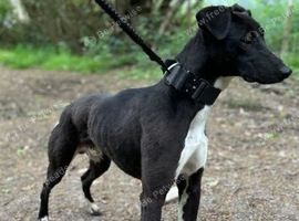 Male Lurcher