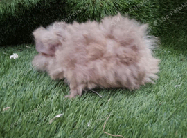 Boar guinea pigs