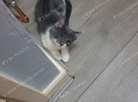 Kitten boy for sale