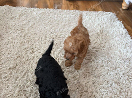 Toy poodle pups for sale