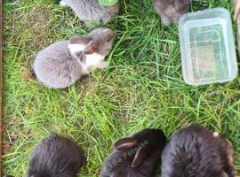 Lovely lops
