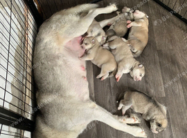 Siberian Husky Puppies