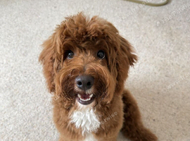 8 month old Aussiedoodle