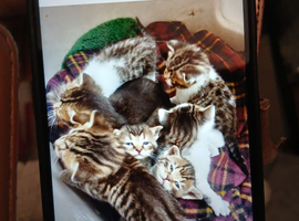 Beautiful kittens