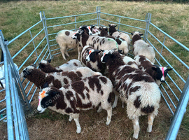 15 Jacob ewe lambs