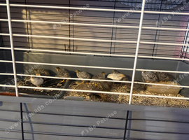 Baby button quail