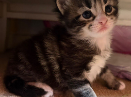 Kittens for sale