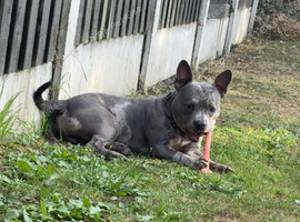 Roscoe 2 year old pocket bully