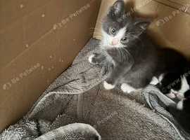 Kittens for sell