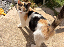 Kittens ready now