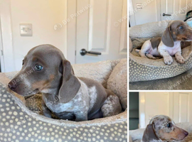 Miniature dachshund puppies for sale - READY TO LEAVE NOW