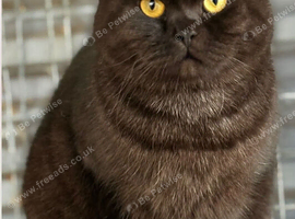 Scottish fold x BSH