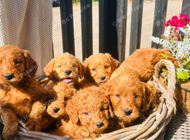 Miniature Golden Doodle Litter
