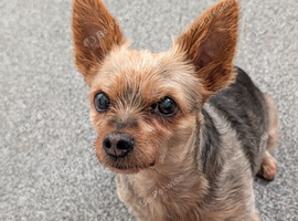 Yorkshire Terrier needs rehoming