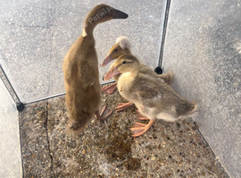 Three beautiful female, three week old two Indian duck runner and one pom-pom Indian duck runner