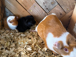 Male and female guinea pigs all different ages